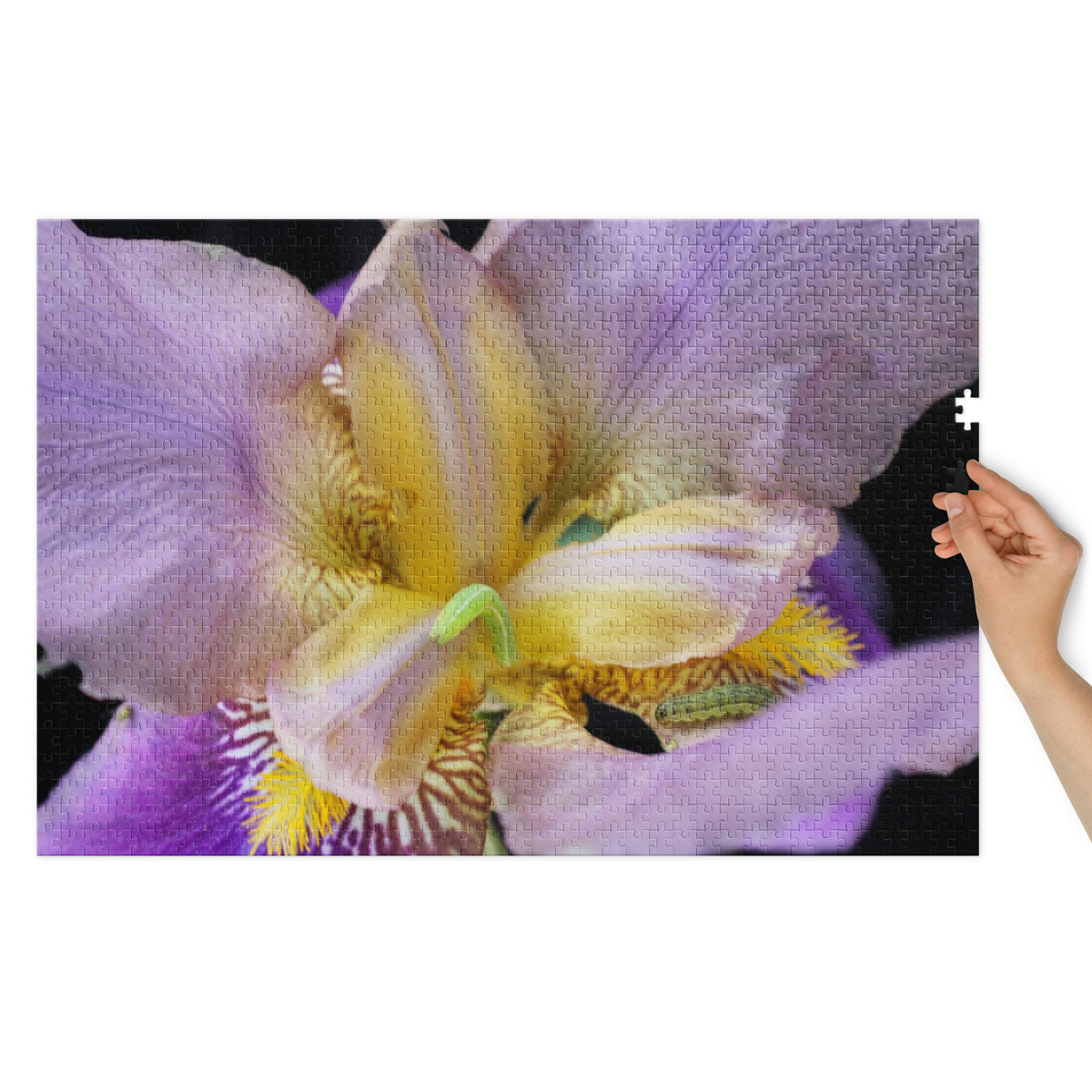 Iris with Tiny Caterpillar Jigsaw puzzle with tin - Stellar Minds Apparel